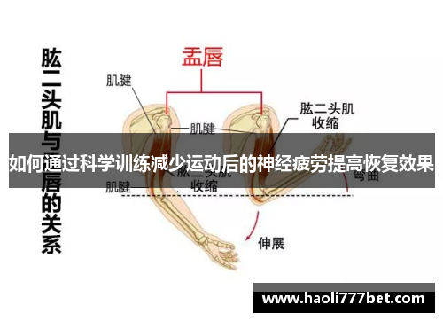 如何通过科学训练减少运动后的神经疲劳提高恢复效果