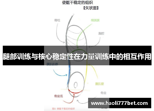 腿部训练与核心稳定性在力量训练中的相互作用
